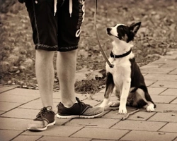 Passeggiata cani: consigli su come gestirla bene