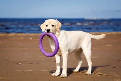 Four hidden dangers in outdoor water sources for dogs