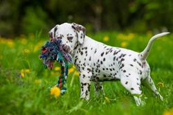 Complete Guide to Caring for Your Dalmatian Puppy