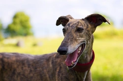 All about the Spanish Greyhound: A 2025 Guide