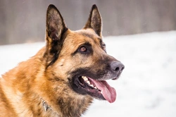 Six Highly Territorial Dog Breeds: Protective Canine Companions