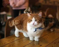 Munchkin: aspetto, mantello e carattere del gatto bassotto