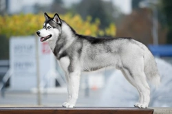 10 Reasons Everyone Loves the Siberian Husky