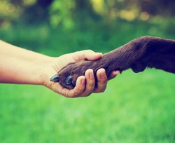 Do Dogs Have a Dominant Paw? Understanding Paw Preference