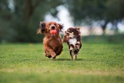 Canine Communication: How Dogs Invite Others to Play