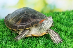 Health and Common Illnesses in Pet Turtles