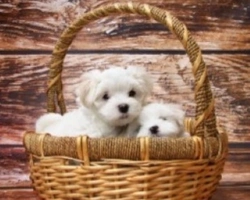 Cuccioli di cane da adottare: cosa sapere prima