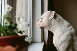 Dog Owners FAQ: Covid-19 Stay at Home Rules Explained