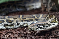 Common Health Problems Found in Pet Snakes
