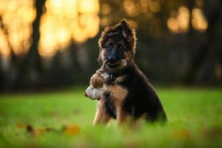 How Much Time Do You Need to Care for a Puppy?