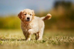 Behavioural and Socialisation Challenges of Lone Puppies