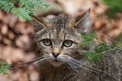 Wild, Feral, Tame & Domestic: Know Their Differences