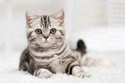How Cats Learn: Understanding Feline Behaviour in 2025