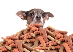 10 formas de evitar el aumento de peso por premios en perros y cachorros