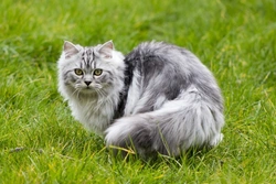 Myelodysplasia in Cats: Causes, Symptoms and Treatment