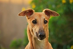 Keeping sighthounds safe: essential owner considerations