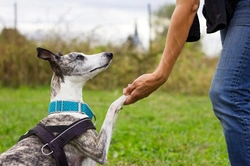 Best tips on dog psychology: Understanding your dog in 2025