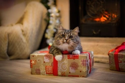 Consejos para proteger a tu gato esta Navidad