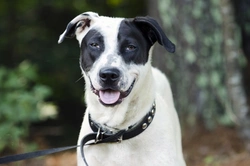 White Spots on Dog's Tongue? Causes & Concerns