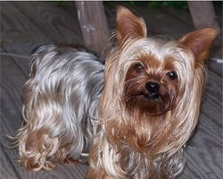 Razze Toy: cosa sono? Perché sono più delicate?