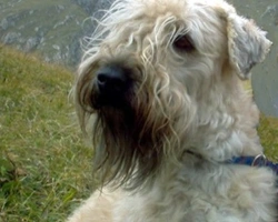 La morfologia dell'Irish Soft Coated Wheaten Terrier