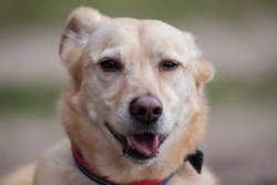 Snow Nose in Dogs: Causes and Care Tips for Pigment Loss