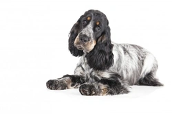 Cocker Spaniel Hereditary Health & Genetic Diversity Guide