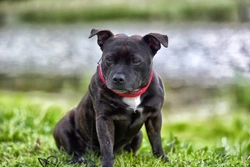 Staffordshire Bull Terrier Skin Problems and Care Guide