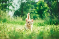 6 Essential Checks When Choosing a Kitten