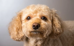 Why Cavapoo Puppies Are So Popular in the UK