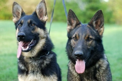 Walking Two Dogs on the Lead Together Safely and Sensibly