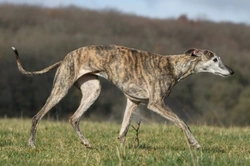 Vulnerable Native UK Dog Breeds: The Hound Group