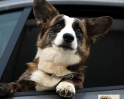 Presentazione del Welsh Corgi Cardigan
