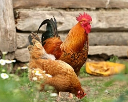 Animali da cortile: quali sono e normativa