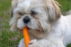10 Best Supplemental Foods to Help Combat Dog Health Issues