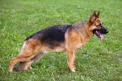 German Shepherd Dog Personality Traits Explained