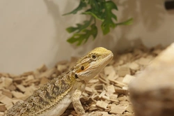 Complete Guide to Providing the Perfect Home for Your Bearded Dragon