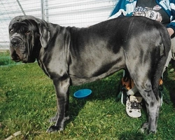 Mastino Napoletano: prezzo, carattere e mantello di un cucciolo