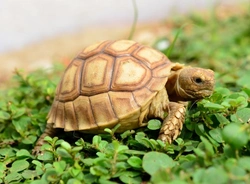 Complete Guide to Understanding Reptile Brumation