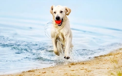 5 great dog activities for Easter break fun in the UK