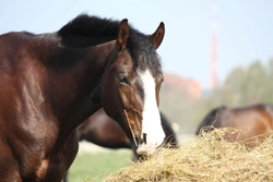 How to Change Your Horse's Feed Safely: A Step-by-Step Guide