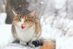 Can Cats Get Frostbite? Signs, Treatment & Prevention