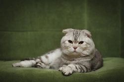 Differences Between Scottish Fold & American Curl Cats Explained