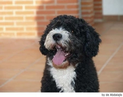 Razas de perros hipoalergénicos para personas alérgicas