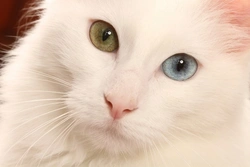 Odd-Eyed Cats Explained: Causes, Breeds & Deafness Risks
