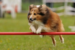 Top Dog Breeds for Success in Agility Competitions
