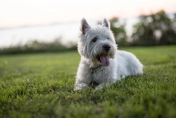Is the West Highland Terrier Falling in Popularity in the UK?