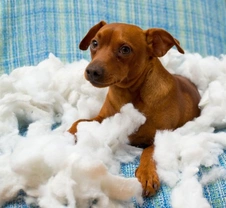 How to Stop Your Dog Destroying Furniture When You're Out