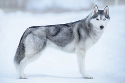 Top Siberian Husky Myths Dispelled: Truths for UK Owners
