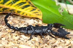 Complete Guide to Keeping Pet Scorpions Safely